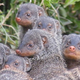 Image for article titled Mongooses Have The Stupidest (But Most Crucial) Superpower Ever